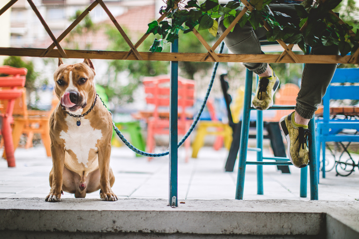 Pet Friendly Restaurants